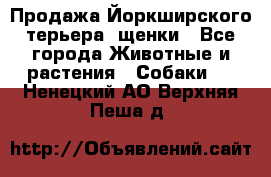Продажа Йоркширского терьера, щенки - Все города Животные и растения » Собаки   . Ненецкий АО,Верхняя Пеша д.